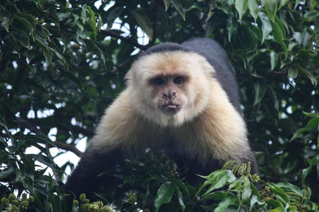 La Casa Bonita Apartman Monteverde Kültér fotó
