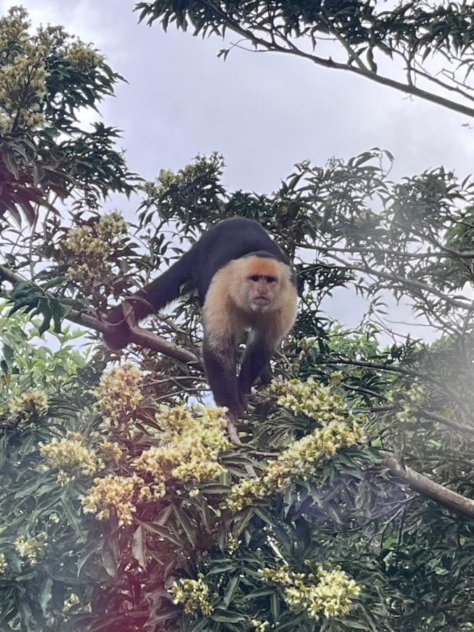 La Casa Bonita Apartman Monteverde Kültér fotó